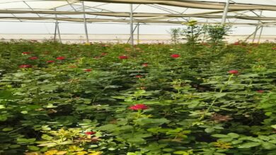 Rose Farming Success