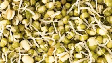 Healthy Breakfast India