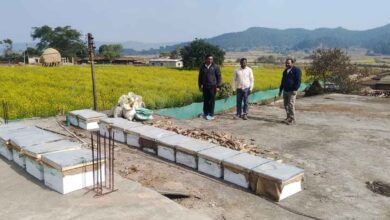 Beekeeping: A Superior Option for High Profits at Low Cost