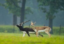 PM Modi Mann Ki Baat