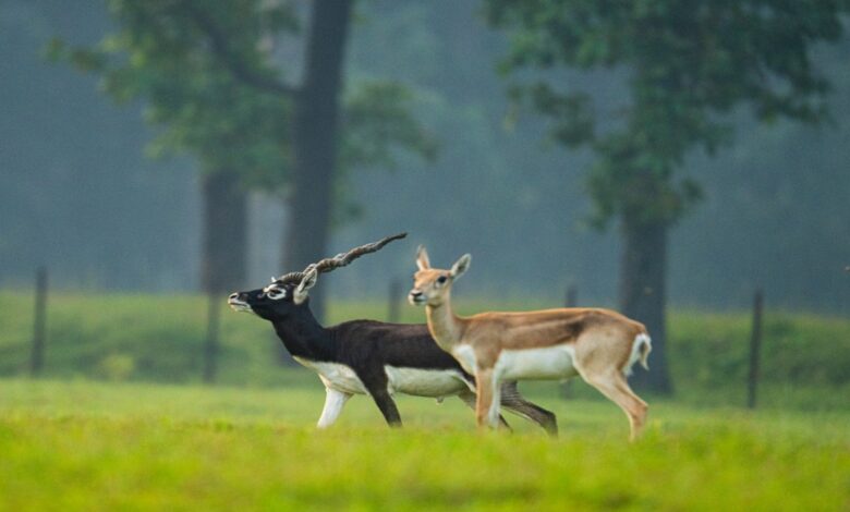 PM Modi Mann Ki Baat