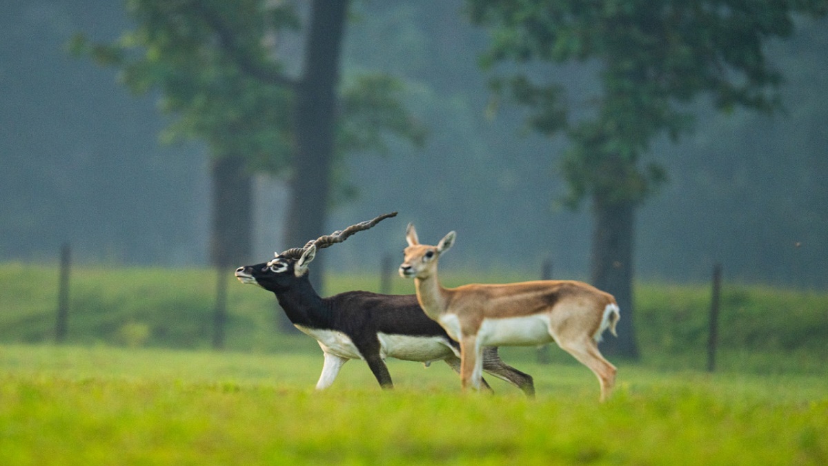 PM Modi Mann Ki Baat