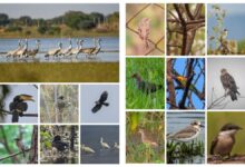 Khairagarh Bird Hotspot