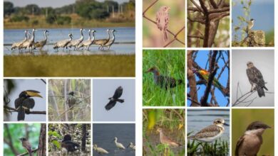 Khairagarh Bird Hotspot