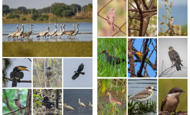 Khairagarh Bird Hotspot