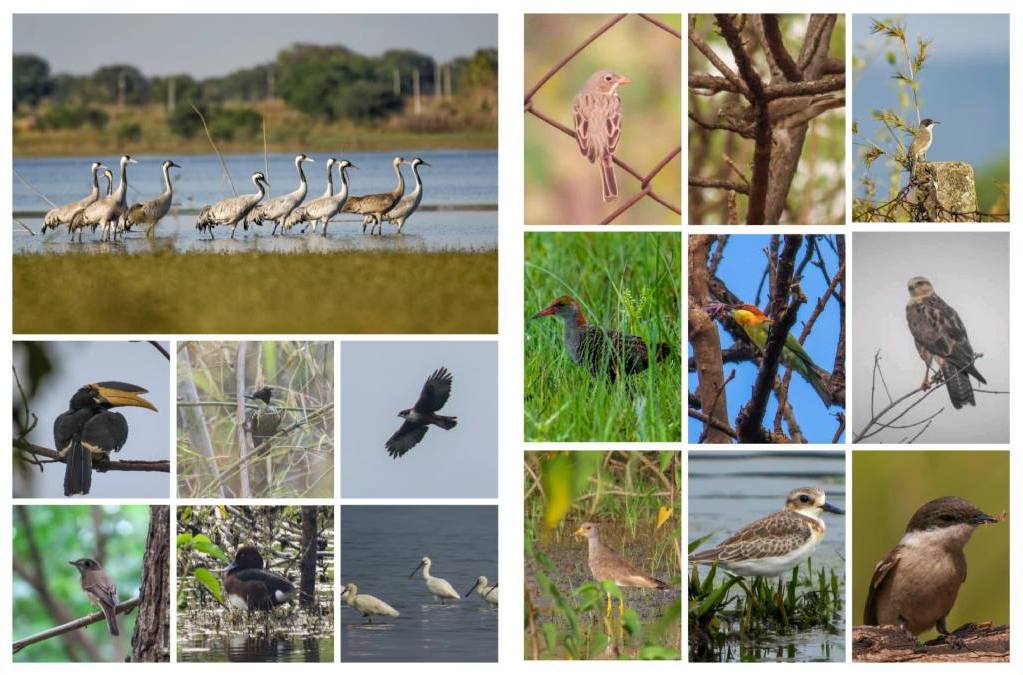 Khairagarh Bird Hotspot