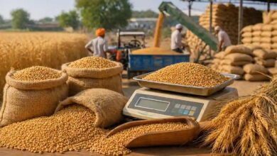 Wheat Procurement MP