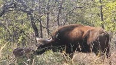 Wild Buffalo Translocation