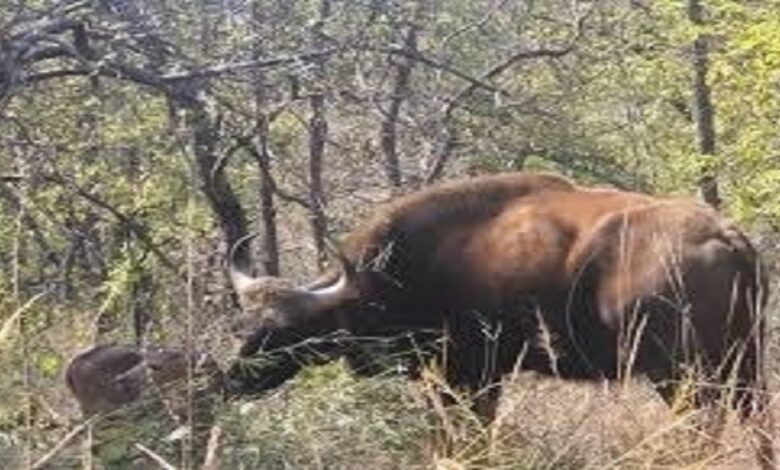 Wild Buffalo Translocation