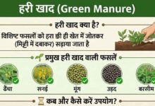 The use of green manure is nothing short of a life-giving elixir for the soil