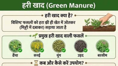 The use of green manure is nothing short of a life-giving elixir for the soil