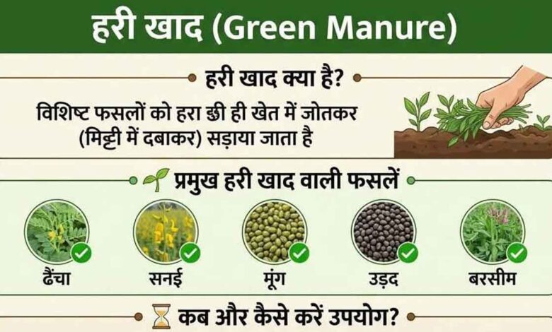 The use of green manure is nothing short of a life-giving elixir for the soil