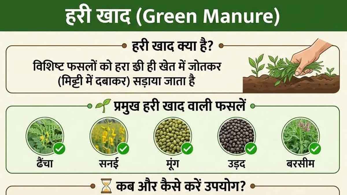 The use of green manure is nothing short of a life-giving elixir for the soil