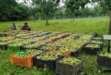 Apple Farming