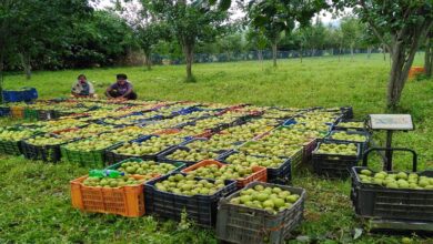 Apple Farming