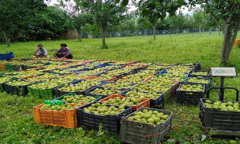 Apple Farming