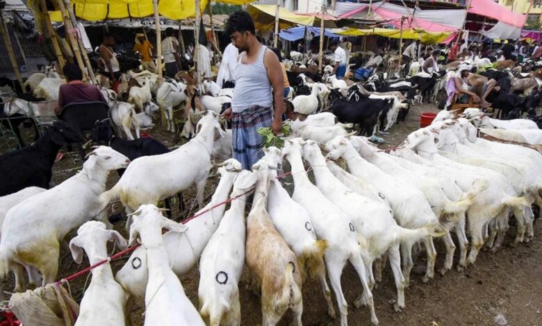 Bakrid Goat Market