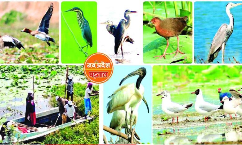 From biodiversity to culture, Dalpat Sagar is special and needs conservation