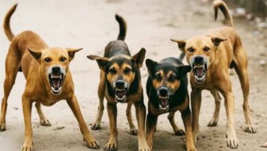 Dog sterilization remains uncertain, work hasn't begun even after tenders have been issued