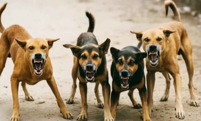 Dog sterilization remains uncertain, work hasn't begun even after tenders have been issued