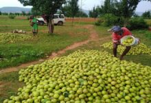 Jashpur Pear Farming