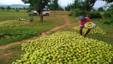 Jashpur Pear Farming