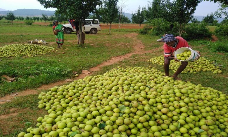 Jashpur Pear Farming