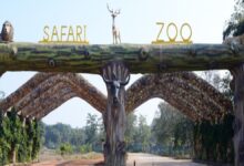 Jungle Safari