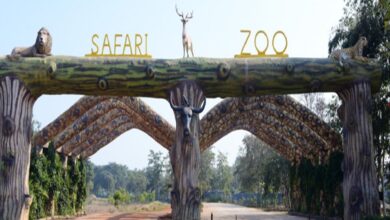 Jungle Safari