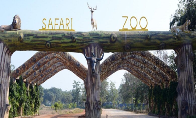 Jungle Safari
