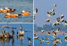 Migratory Birds
