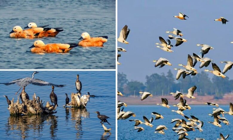 Migratory Birds