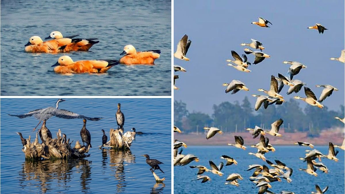 Migratory Birds