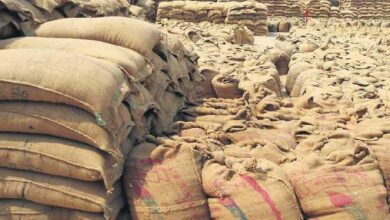 Paddy Scam