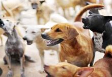 Rajasthan NGO to sterilize 5,000 dogs