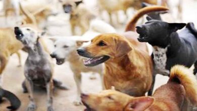 Rajasthan NGO to sterilize 5,000 dogs