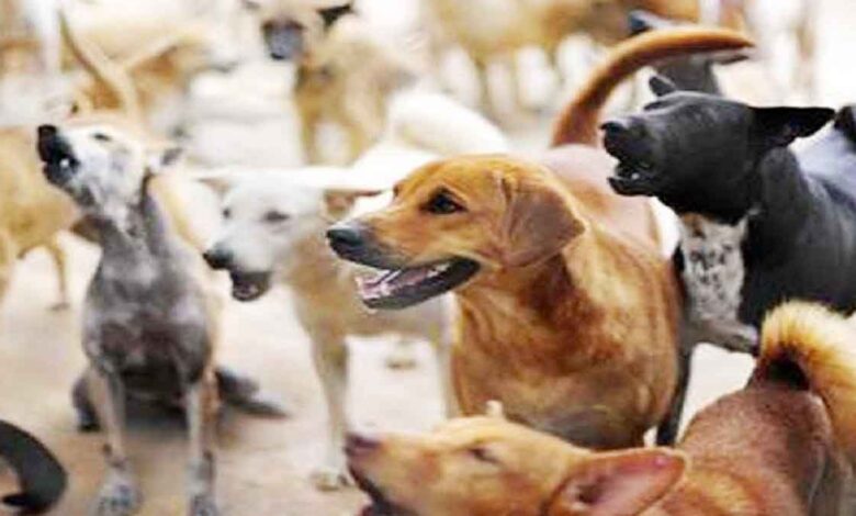 Rajasthan NGO to sterilize 5,000 dogs