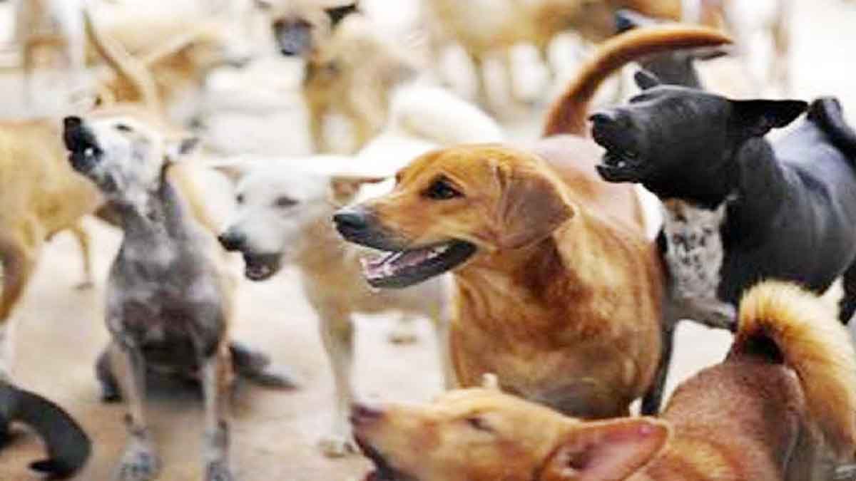 Rajasthan NGO to sterilize 5,000 dogs