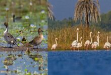 Ramsar Site