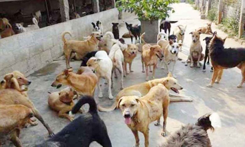 Stray dogs become aggressive in the summer, threatening the safety of city dwellers