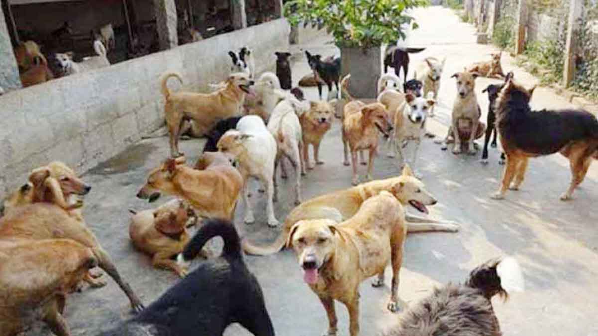 Stray dogs become aggressive in the summer, threatening the safety of city dwellers