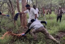 Tiger Attack