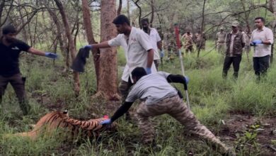 Tiger Attack