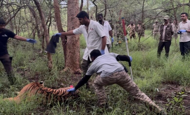 Tiger Attack