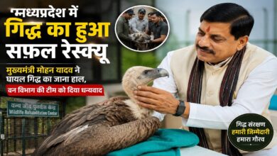 Vulture Conservation