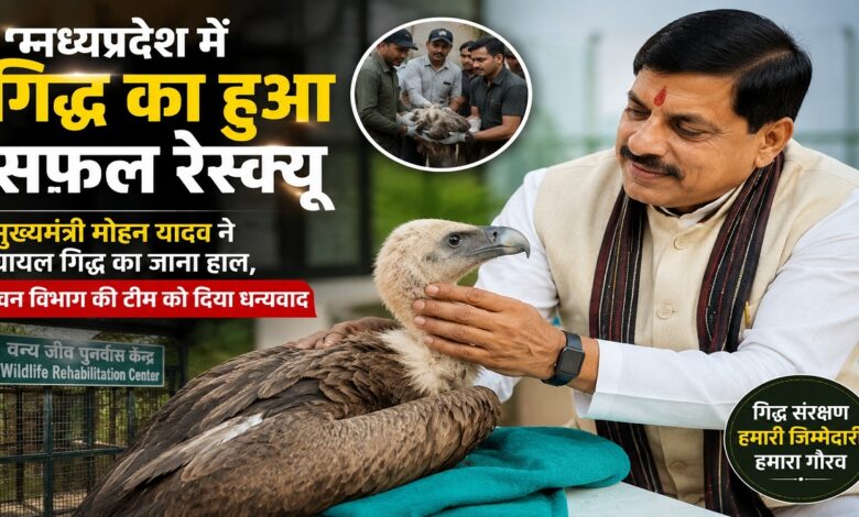 Vulture Conservation