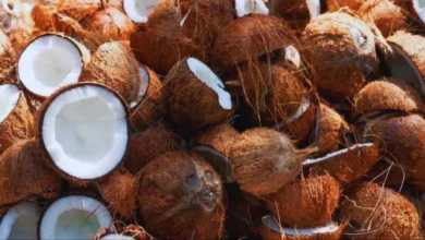 Coconut Price