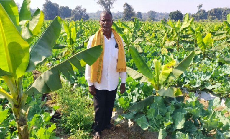 Banana Farming