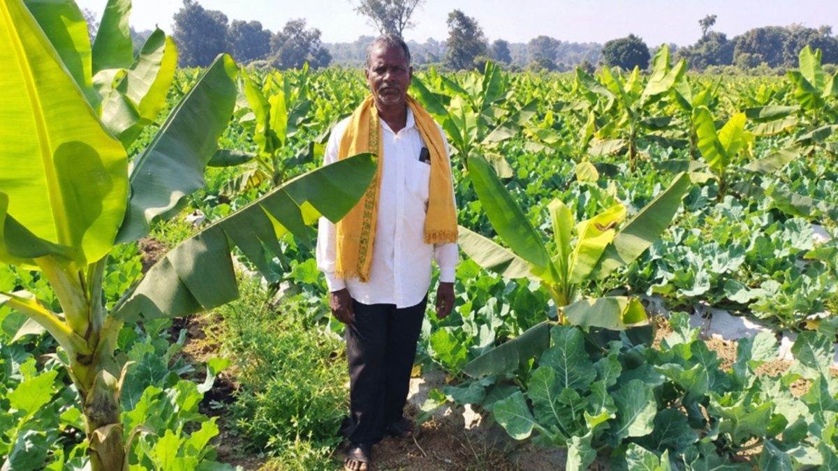 Banana Farming