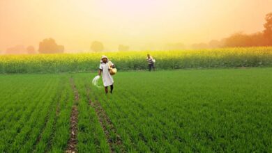 Green Urea
